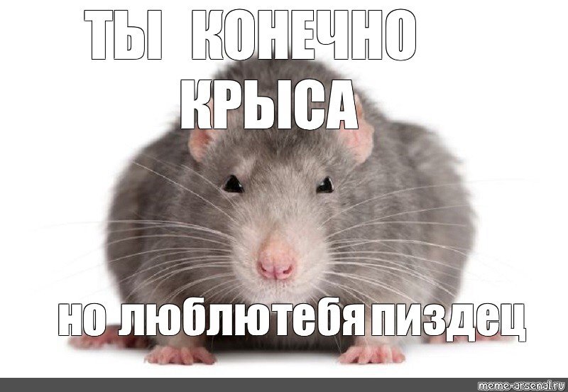 Крыса Мем