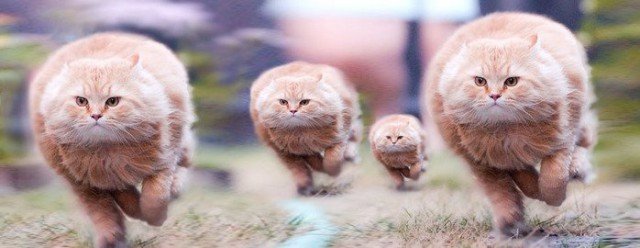 Котенок атакует