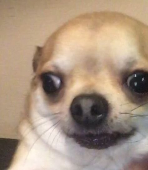 Мемы с собаками