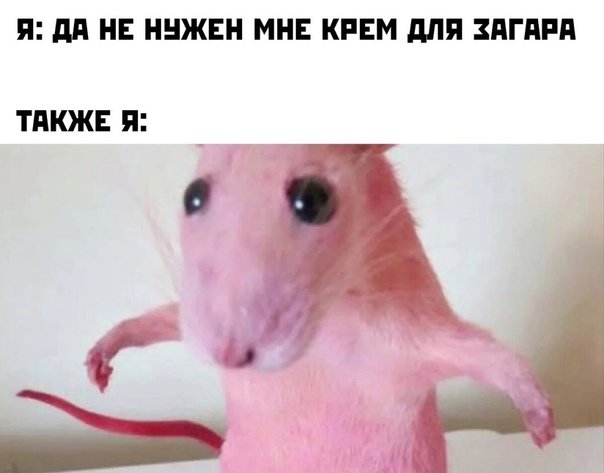 Розовая крыса