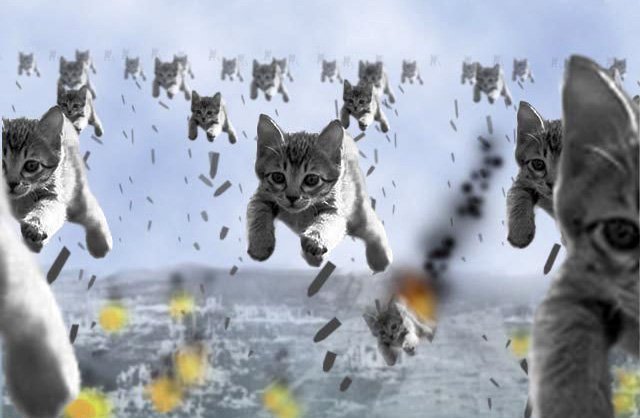 Коты солдаты