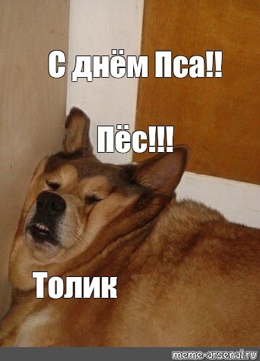 С днём дня Мем с собакой