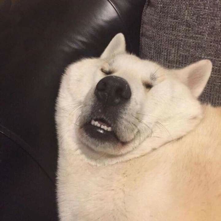 Собака сдерживает смех