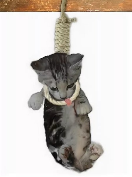 Кот на веревке
