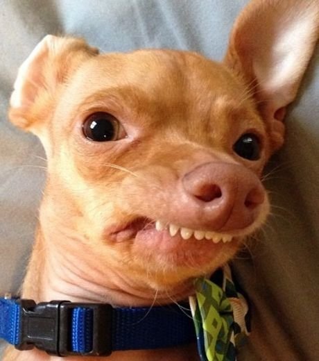 Чихуахуа смешная морда