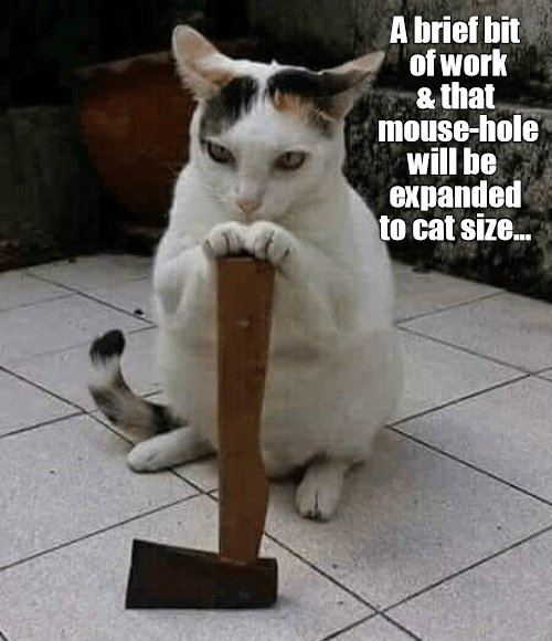 Неадекватные коты