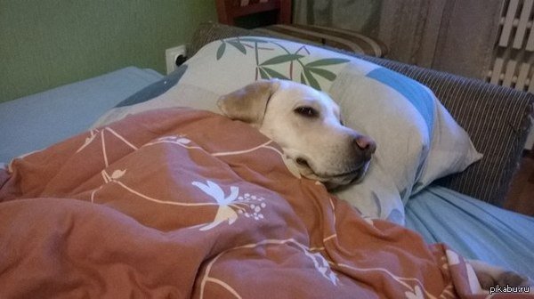 Собака спит