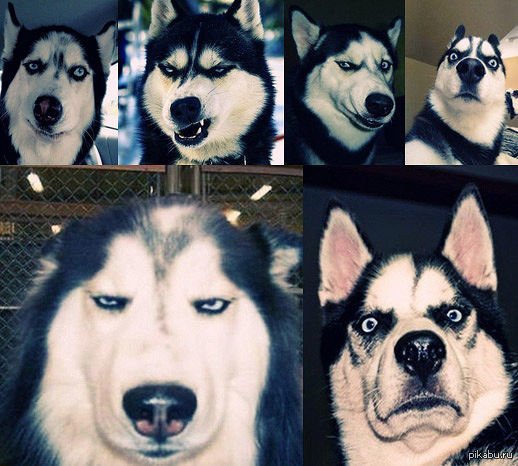 Хаски мемы