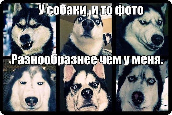 Мемы с собаками с надписями