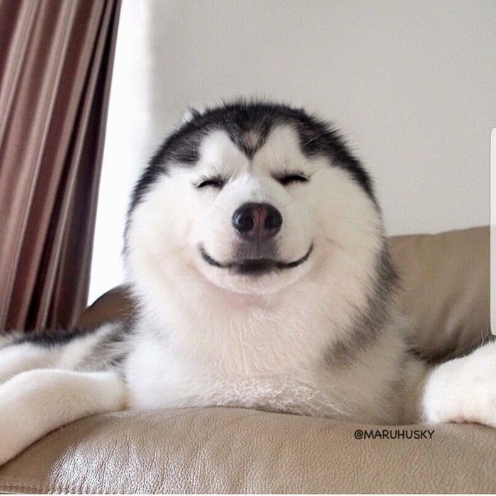 Хаски мемы