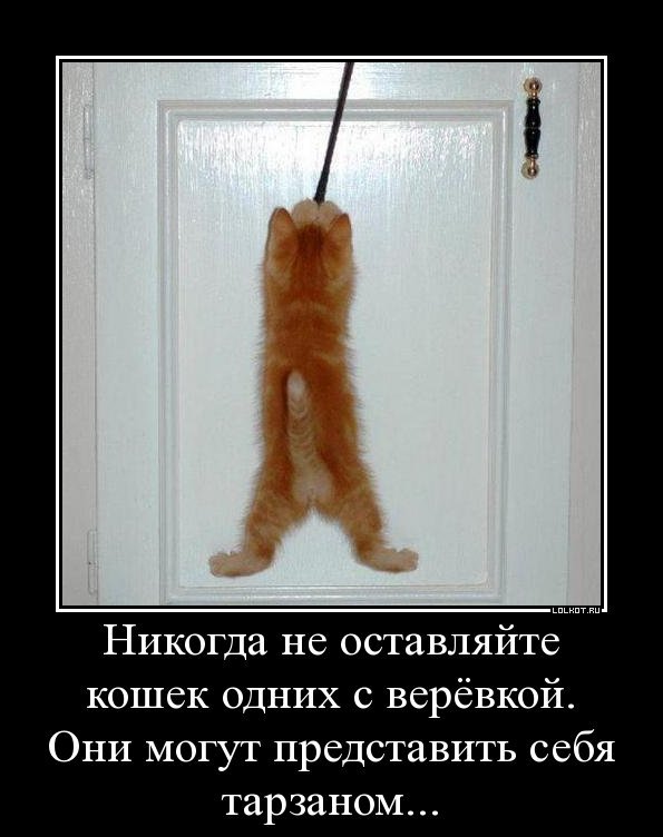 Котенок в петле