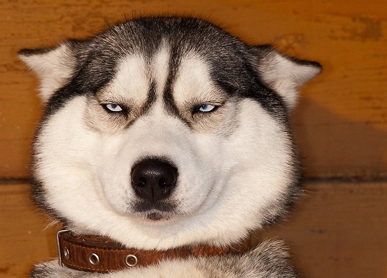 Недовольный хаски