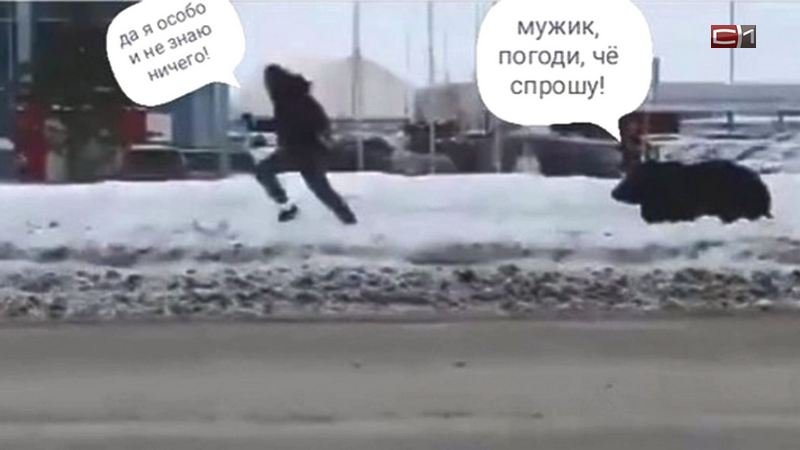 Медведь бежит за человеком