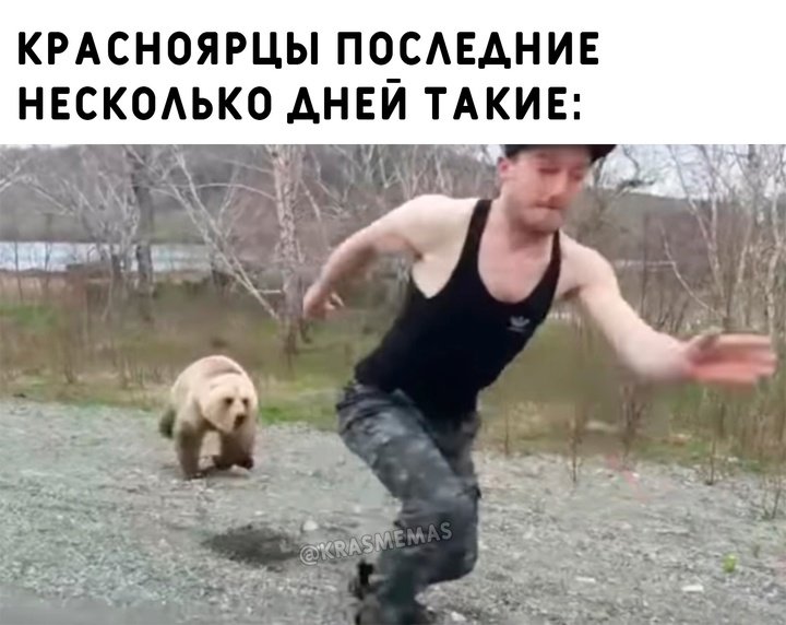 Медведь бежит за