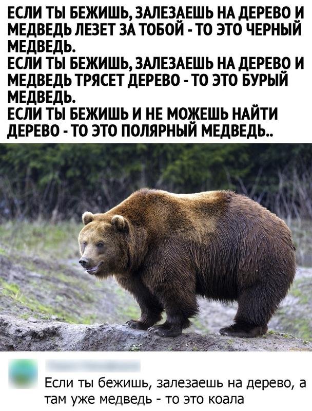 Медведь залез на дерево