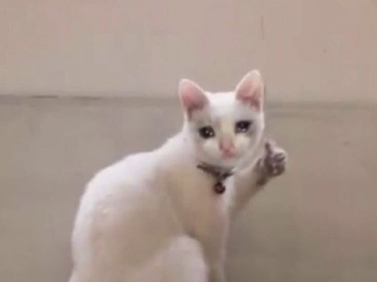 Котики для важных переговоров