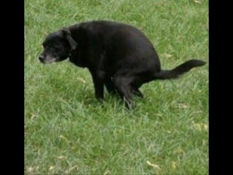 Какающий пес