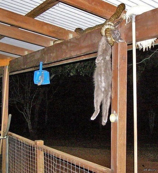 Кот повесился