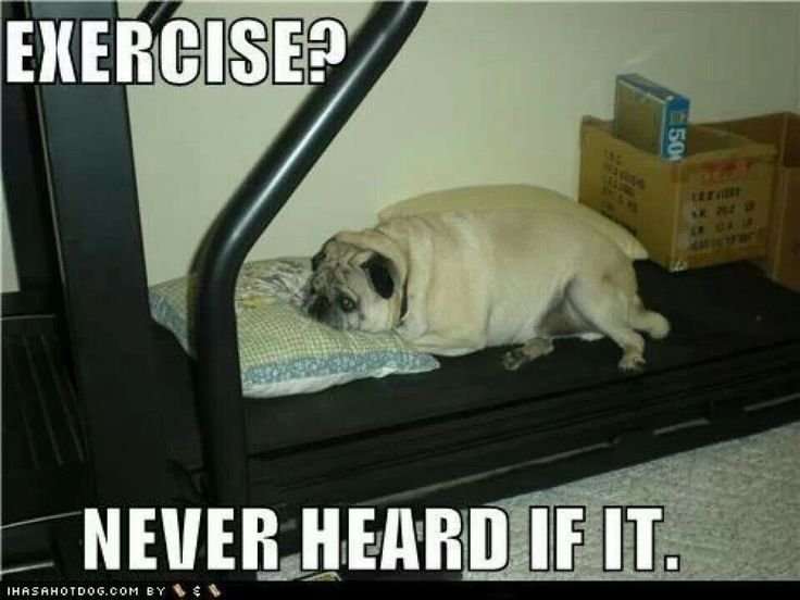 Мопс на беговой дорожке