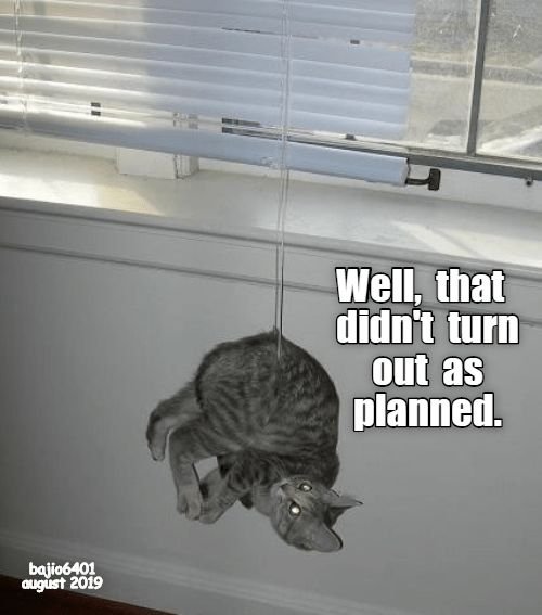 Фейлы котов