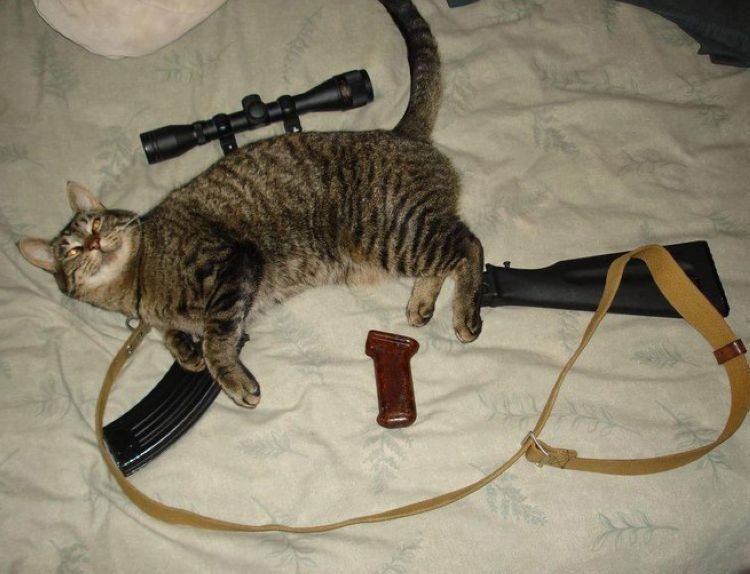 Кот с оружием