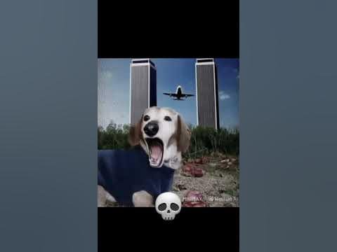 Собака накосячила