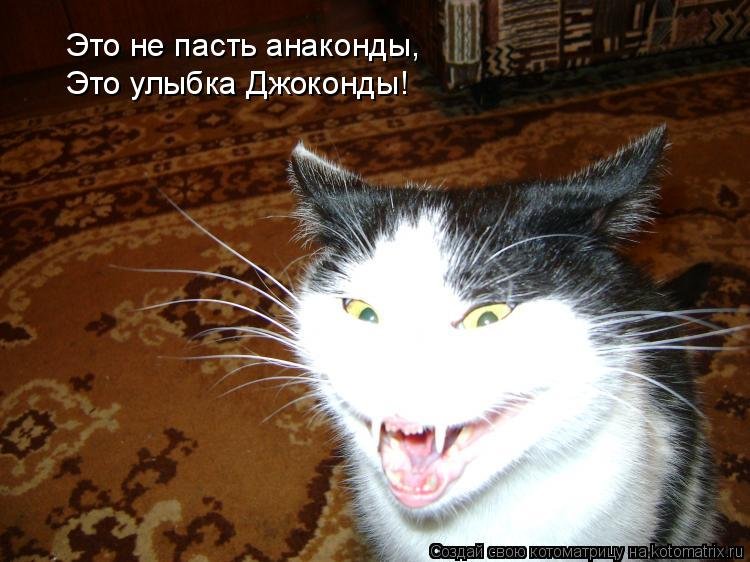 Коты психи
