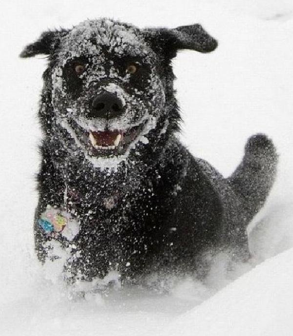 Собака в снегу