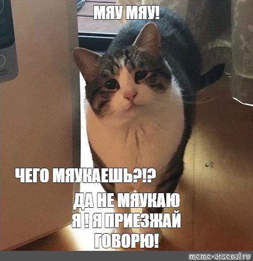 Смешной кот мяукает толстый