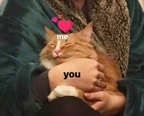 Милые мемы с котами