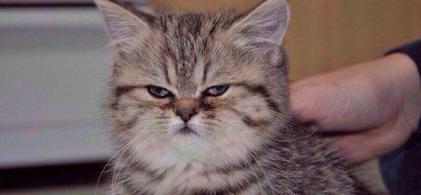 Котенок не выспался