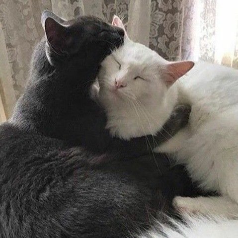 Кошки обнимашки