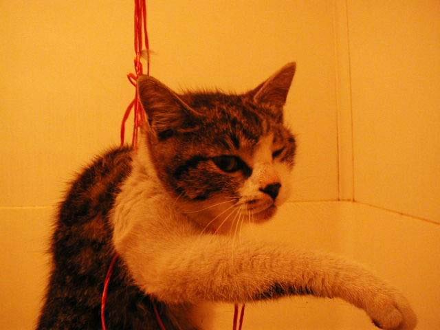 Кот повесился