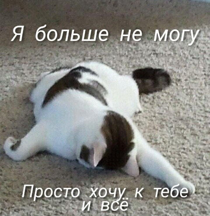 Спящий кот смешной