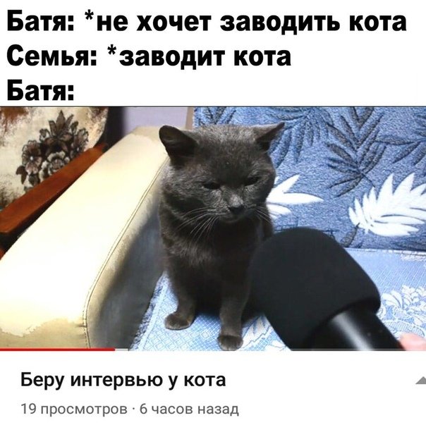 Хочу кота