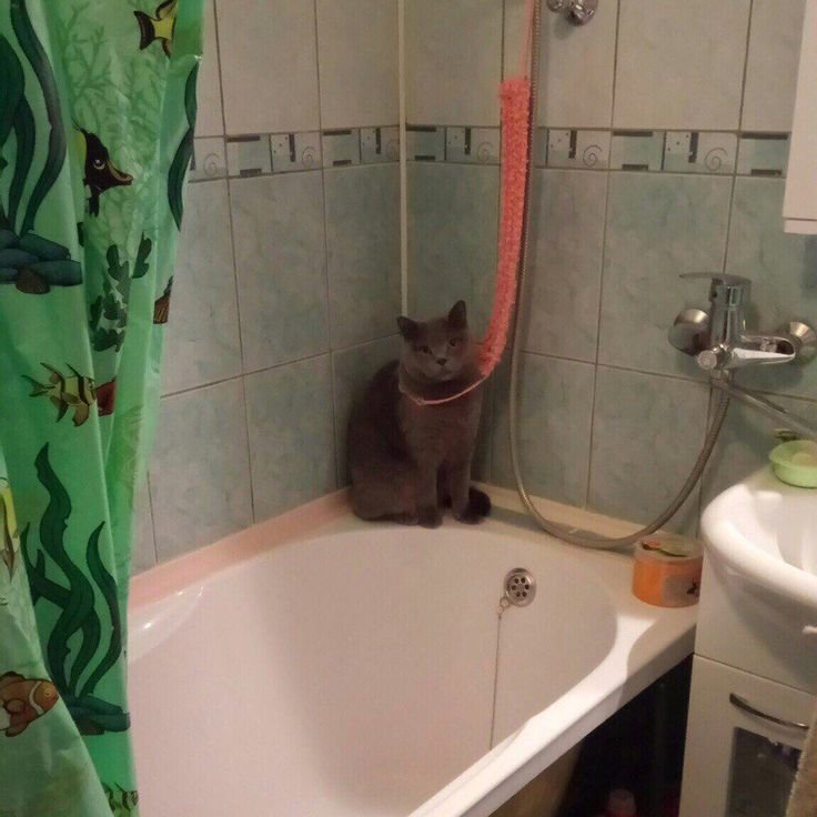 Животные в ванной