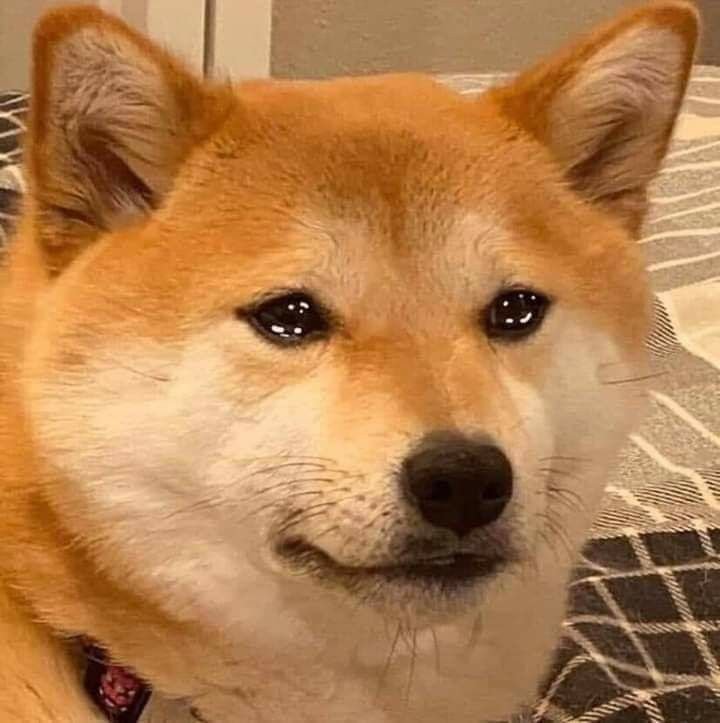 Собака с мема