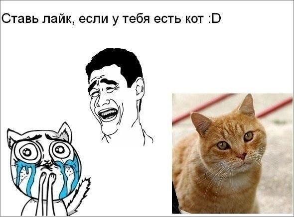 Мемы про котов