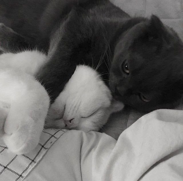 Котики обнимаются