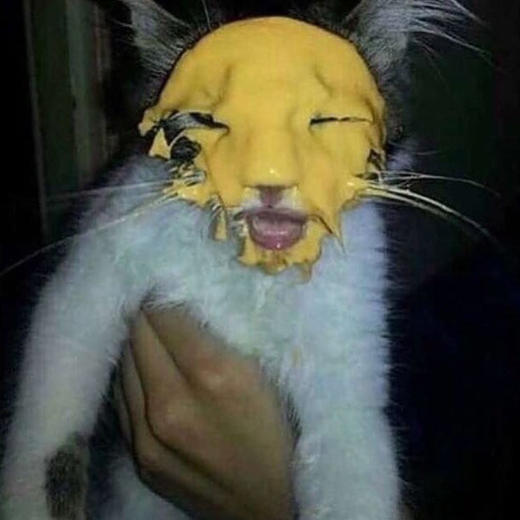 Кот в сырном соусе