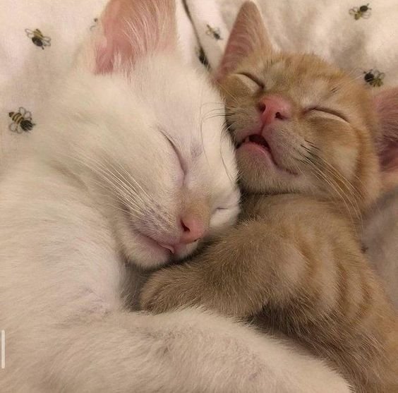 Милые котики обнимаются пикчи