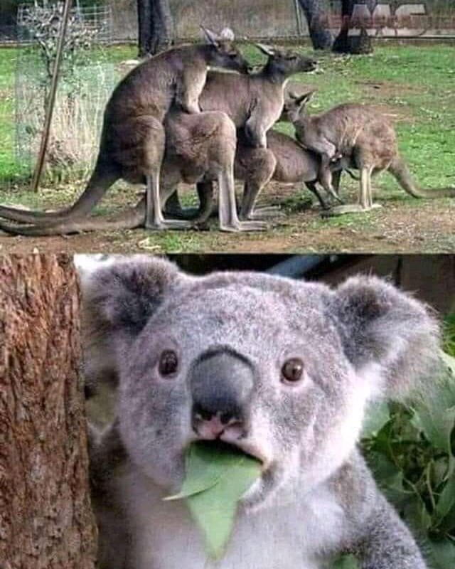 Смешные кенгуру