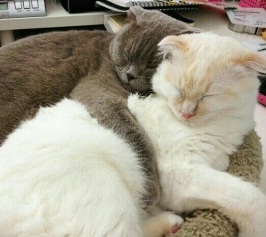 Кошка обнимашка