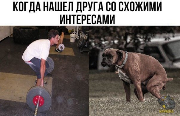 Поза срущей собаки становая