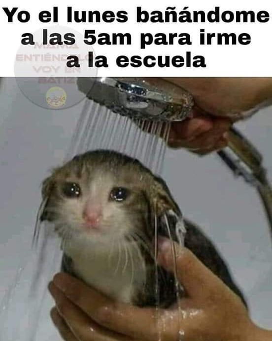 Котик в душе плачет