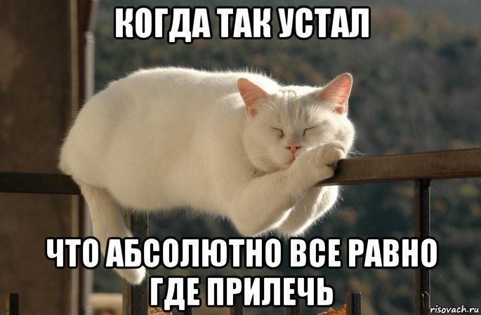 Усталь Мем кот