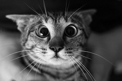 Котики смешные