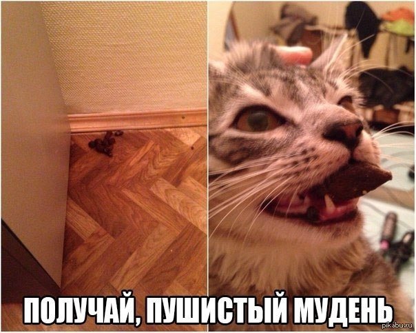 Котик зависть