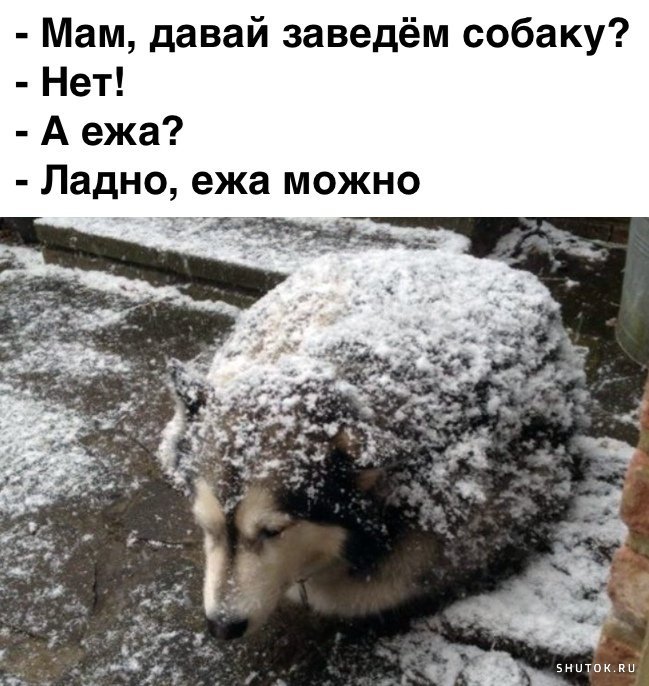 Ёжик ладно Мем