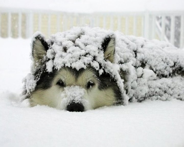 Красивые собаки в снегу